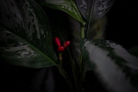 Verwunschene Oase: Die Magie des Botanischen Gartens von Lena Remmert