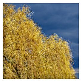 Goldene Weiden von Leopold Brix