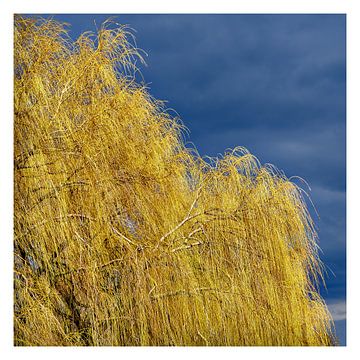 Goldene Weiden
