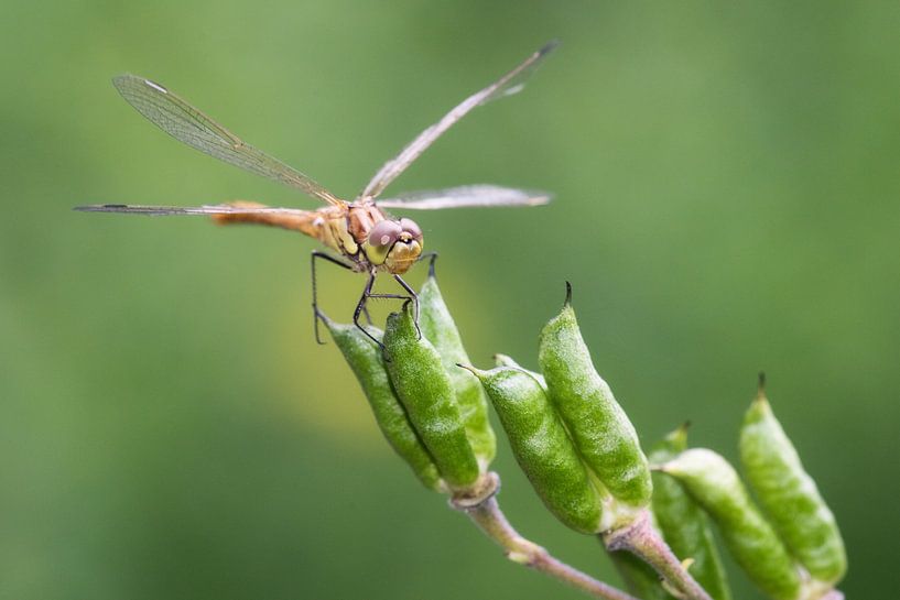 Steenrode Heidelibel op bloem van Jeroen Stel