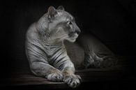 A stern look in profile with yellow eyes, slender moon-colored strong and majestic puma mountain Ame by Michael Semenov thumbnail