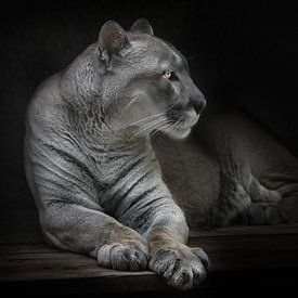 A stern look in profile with yellow eyes, slender moon-colored strong and majestic puma mountain Ame by Michael Semenov