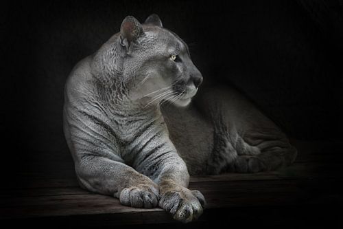 A stern look in profile with yellow eyes, slender moon-colored strong and majestic puma mountain Ame by Michael Semenov