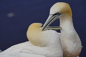 Brütende Basstölpel auf der Insel Helgoland.