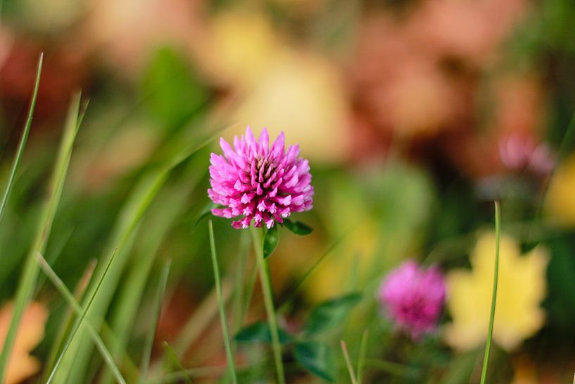 Een roze distel van Petra Brouwer