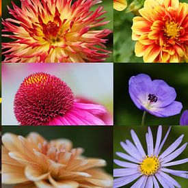 kleurrijke bloemen van Remko van der Hoek- Zijdemans