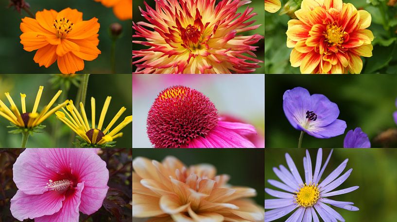 kleurrijke bloemen van Remko van der Hoek- Zijdemans