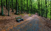 Chemin forestier avec banc par Frank Herrmann Aperçu