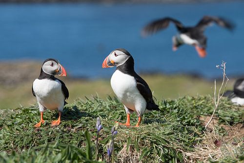 Puffins are courting