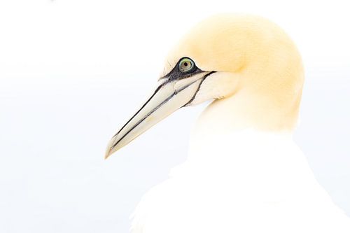 Profil eines Jan van Gent von Nature by Micha