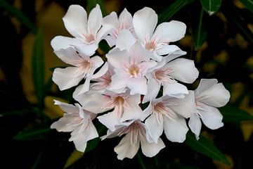 Witte oleander van Hielkje Koen