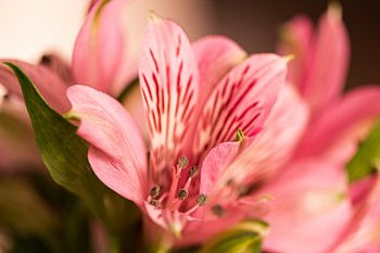 Fleur de rose