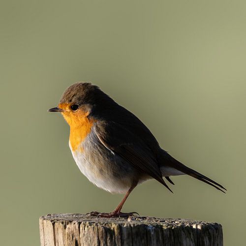 Robin à la lumière du soleil