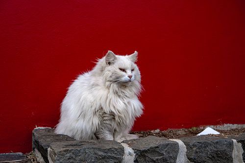 Le chat blanc sur Let's see!