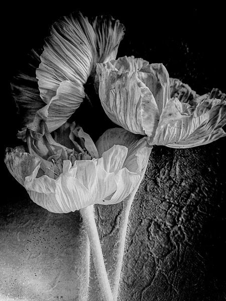 Klaprozen zwart wit van Niek Traas