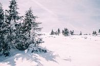 Winterliche Landschaft mit Bäumen von Patrycja Polechonska Miniaturansicht