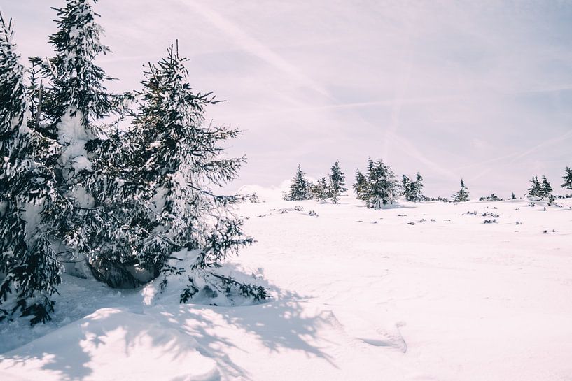 Winterliche Landschaft mit Bäumen von Patrycja Polechonska