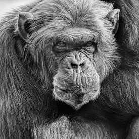 Chimpansee met zijn armen over elkaar by Renate Peppenster