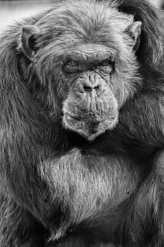 Chimpansee met zijn armen over elkaar von Renate Peppenster