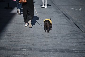 Wandelaar met Hond, Mechelen