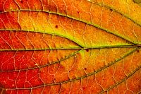 Gros plan d'une feuille d'automne rouge chaud