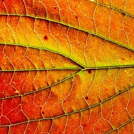 Gros plan d'une feuille d'automne rouge chaud sur Michel Vedder Photography