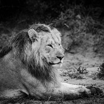 Mannetjes Leeuw  Zuid-Afrika savanne van Johan Schouls