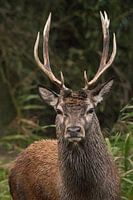 Young Red Deer during a rainstorm in Oostvaardersplassen