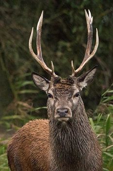 Jeune cerf rouge pendant une tempête de pluie à Oostvaardersplassen