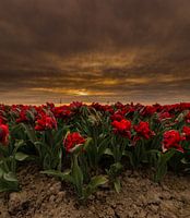 Tulpen in Nederland