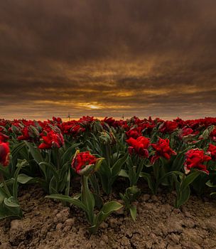 Tulips in Holland