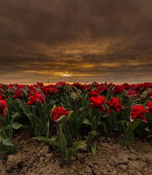 Tulpen in Holland von Dennie Jolink