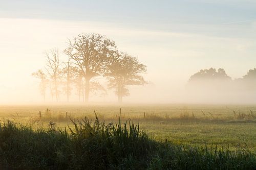 Trees in the Mist