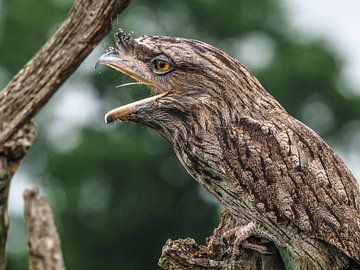 Owl Nightjar by Loek Lobel