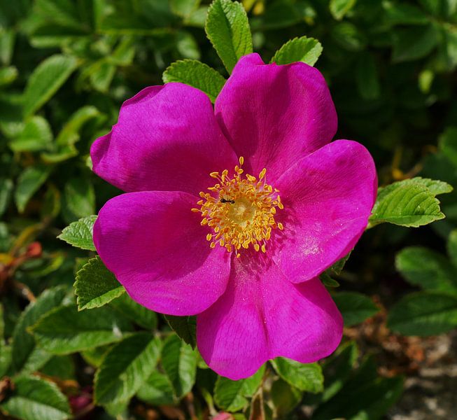 Violette botanische Rose. von Wim vd Neut