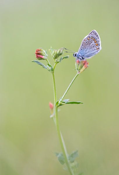 icarusblauwtje van Ellen Stegeman