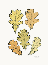 Feuilles de chêne d'automne sur Catalina Somolinos