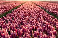 Pink sea