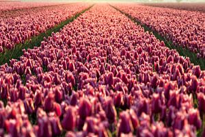 Pink sea sur Bart Verbrugge