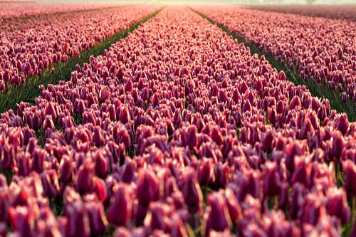 Roze zee
