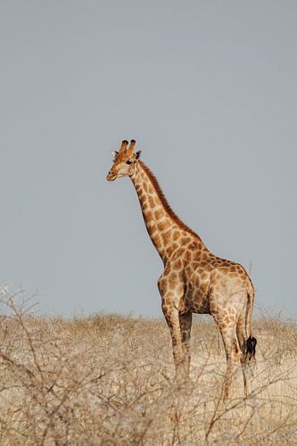 Giraffe in the plain ||| Etosha National Park, Namibia
