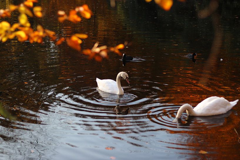 Swan Lake by Laura Marienus