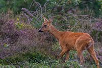 Reegeit in de heide