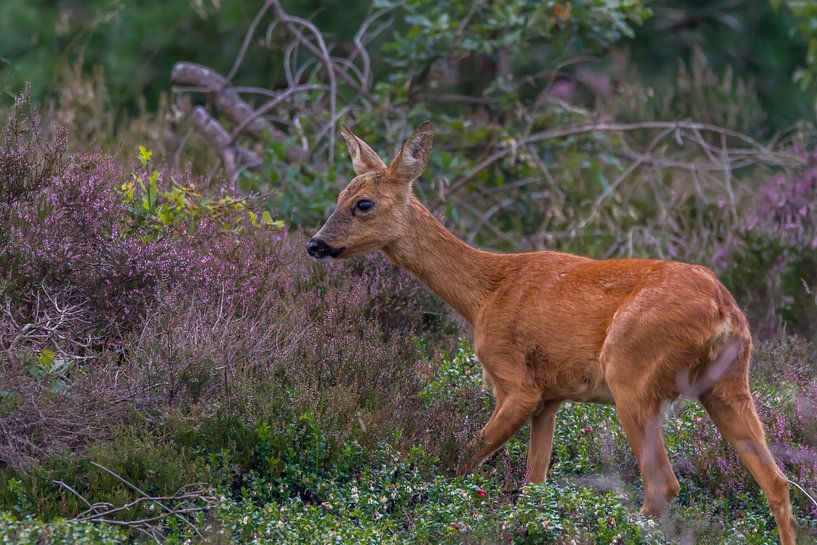 Reegeit in de heide van Erik Meier