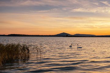 Swan Lake by Frank Peters