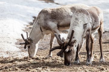 Rendieren in Fins Lapland in de sneeuw van Irene Hoekstra