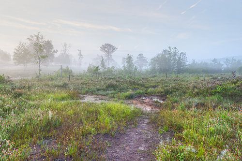 Hoogveengebied Brunssummerheide