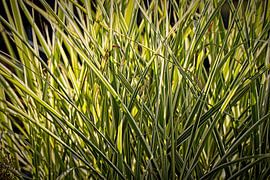 Herbes ornementales en contre-jour