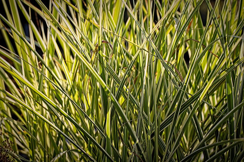 Ornamental grass in the backlight by Rob Boon