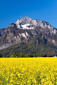 Un champ de colza avec l'Unterberg en toile de fond sur Christa Kramer